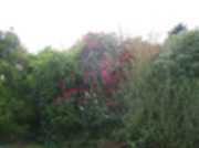 Rhododendrons and Azaleas near the Mansion