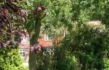 A glimpse of Spring Copse from the footpath