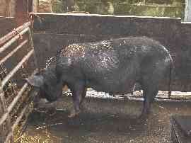 A Berkshire sow