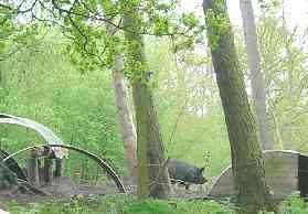 A Berkshire pig, in part of the Coombes alongside the farmyard
