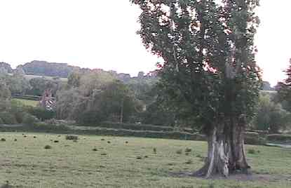 Looking from the Poplar tree towards Molebridge Farm