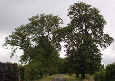 Church Lane, looking towards the Old Churchyard