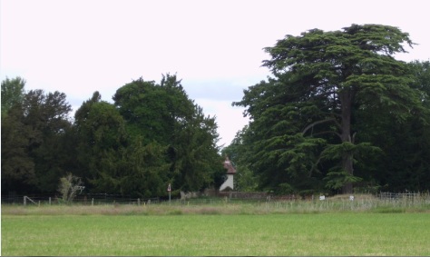The Churchyard, as viewed from the field, with Yews and Cedar