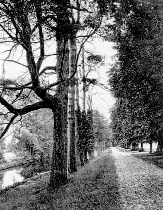 The Drive and the River Loddon, 1919