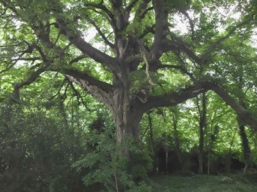The enormous horse chestnut tree hidden in the woods alongside 'Aberleigh'