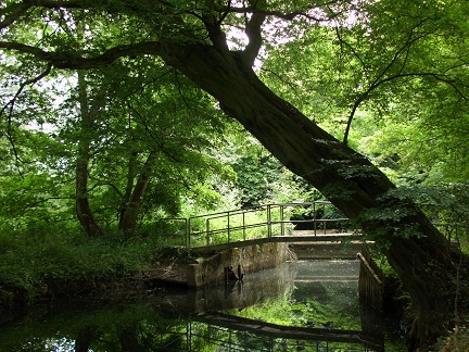 A veteran Alder grows across the Lock Pool, seen from below.