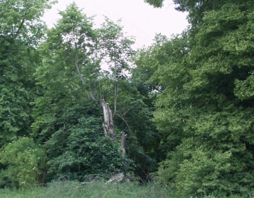 This Lime tree may have suffered a lightning strike, but continued growing.