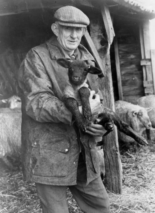 Herbert Lee in springtime with one of his lambs