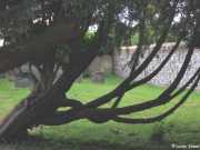 The Churchyard is surrounded by stone walls, unlike Arborfield's old churchyard