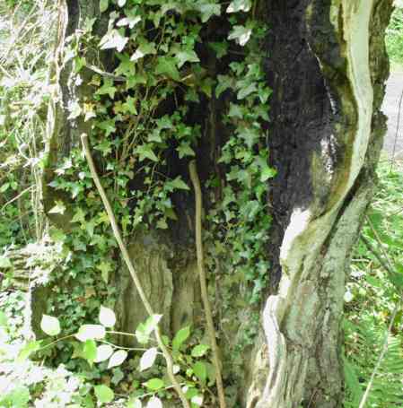 Ivy growing on the 'inside' of the trunk.