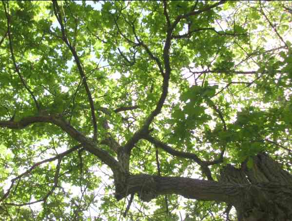 Sunshine glinting through the leaves of Bound Oak.