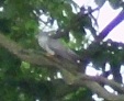 A cuckoo seen near Bearwood Lakes Golf Course, 18th May 2011.
