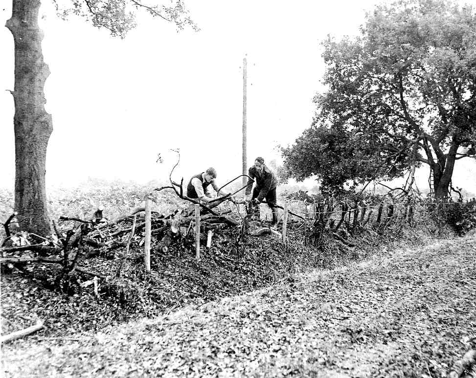 'Overgrown hedges . . . drastically trimmed'