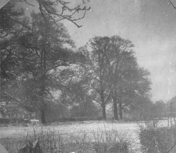 Trees at Hughes Green